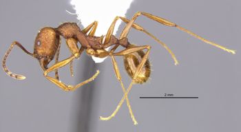 Media type: image;   Entomology 34927 Aspect: habitus lateral view